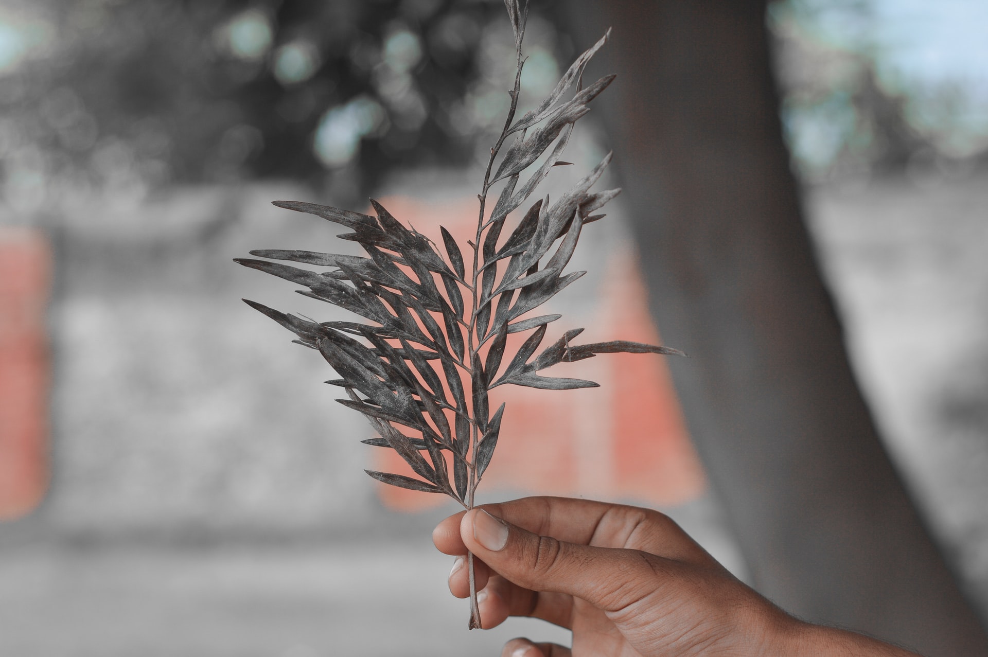 holding leaves olive