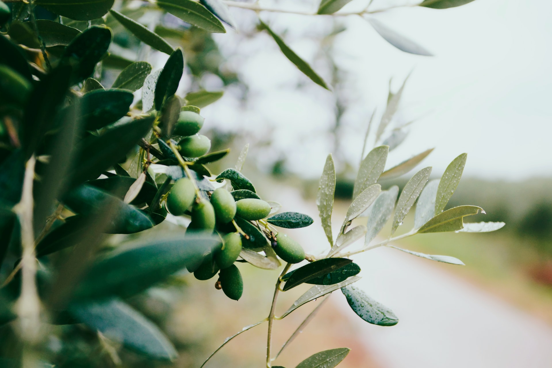 olive leaf tree