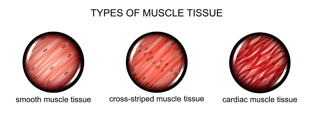 types of muscle tissue