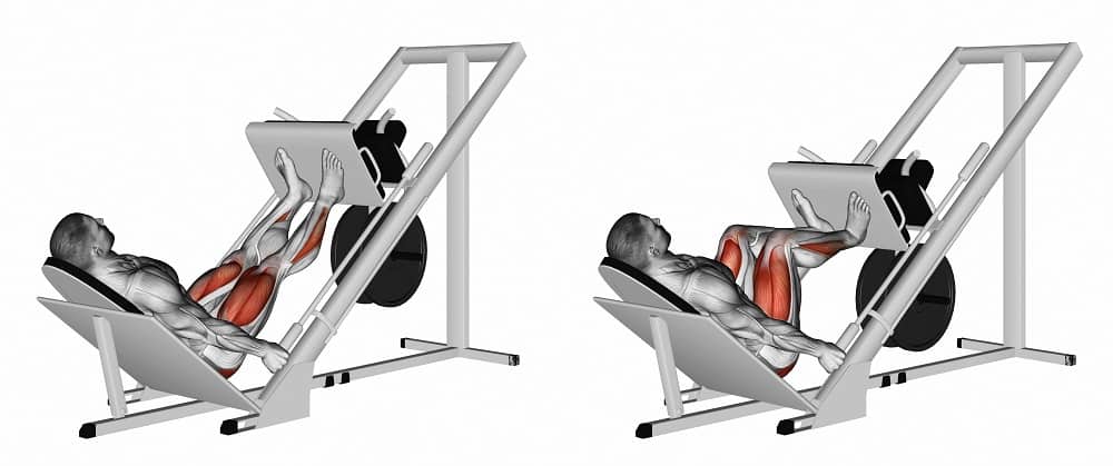 leg press muscles