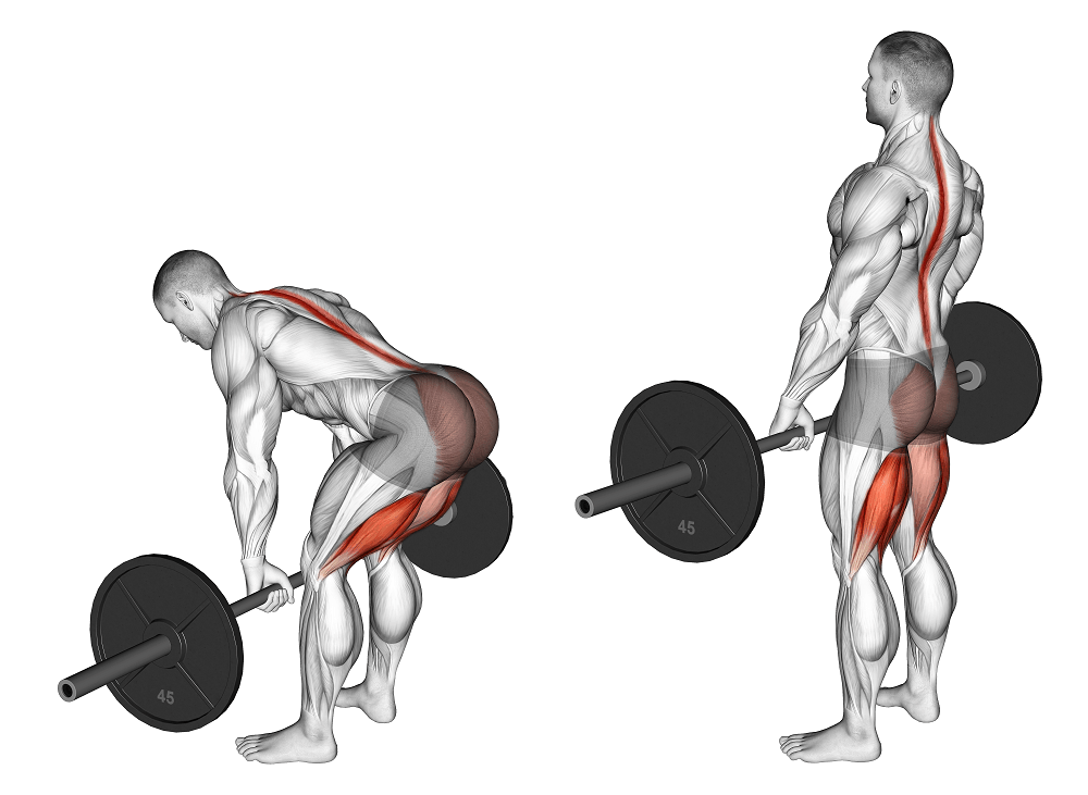 barbell stiff legged deadlift