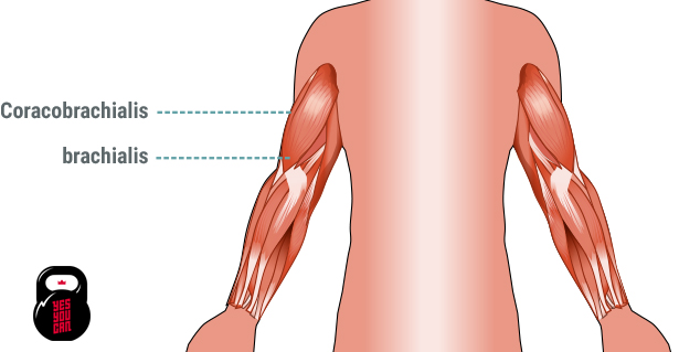 biceps brachi muscles