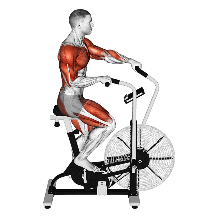 cycling muscles