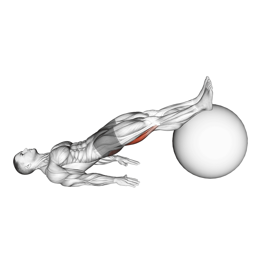 exercise ball leg curl
