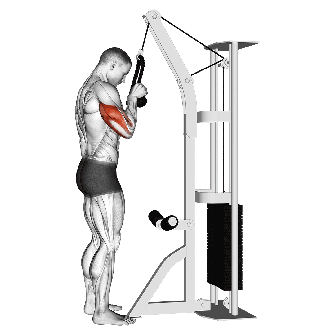 cable tricep pushdown