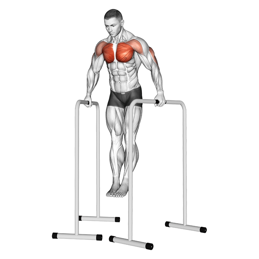 parallel bar dips