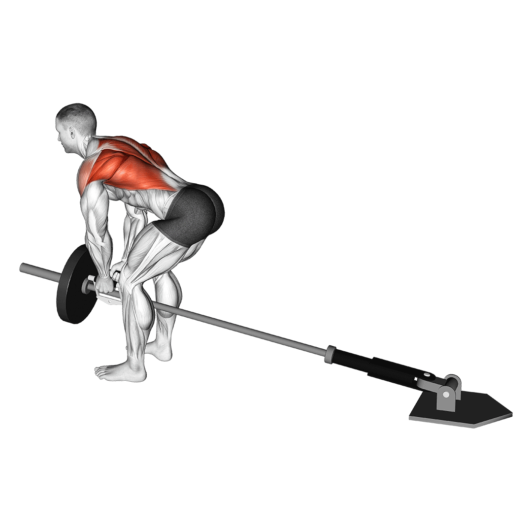 t-bar row muscles