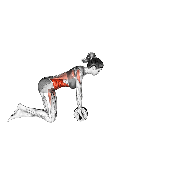 ab wheel