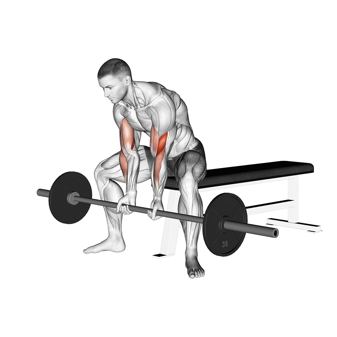 barbell concentration curls