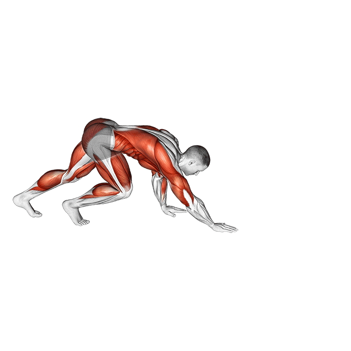 bear crawl movement