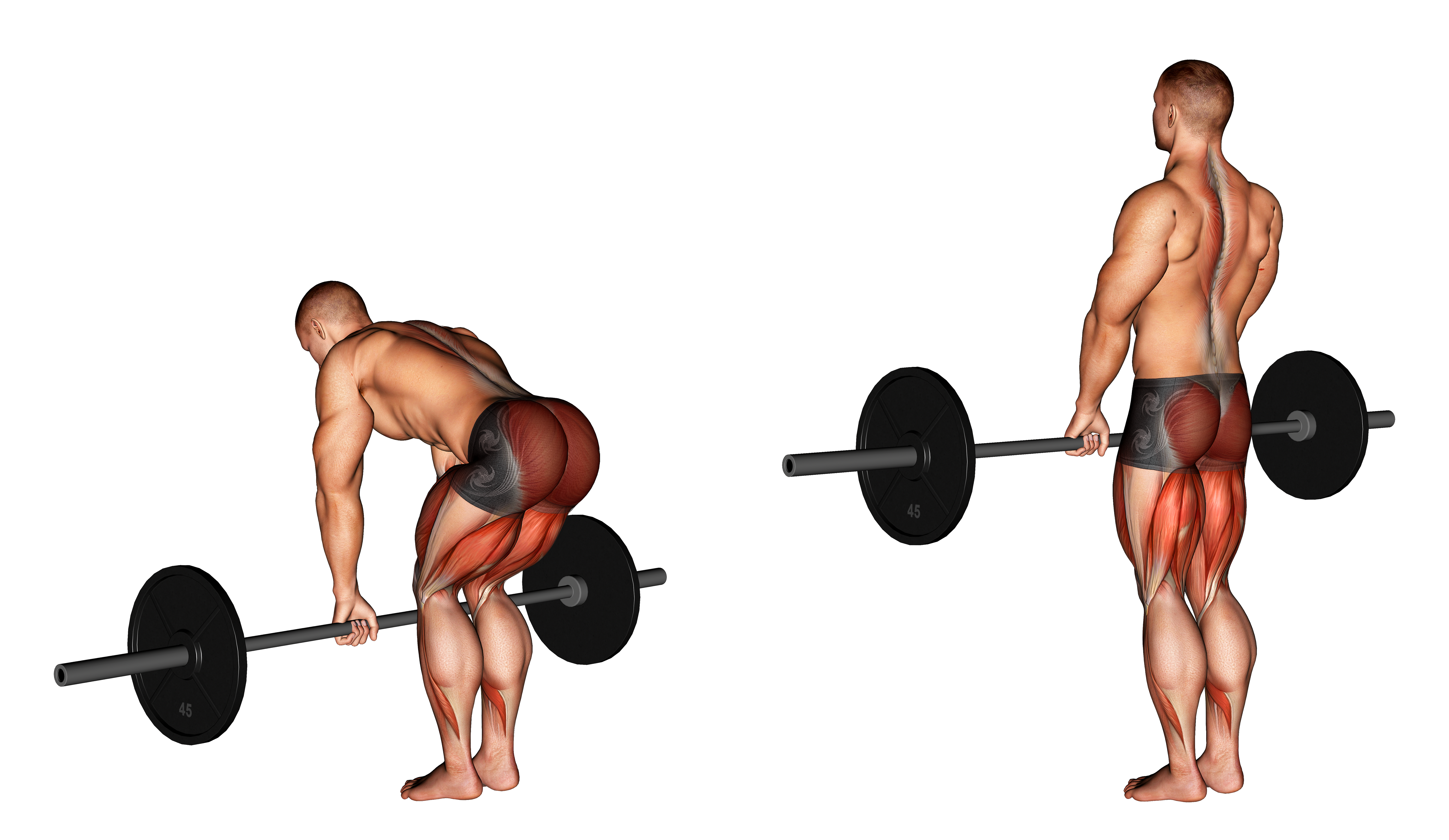 barbell romanian deadlift