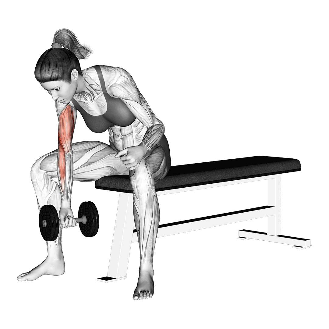 dumbbell concentration curl
