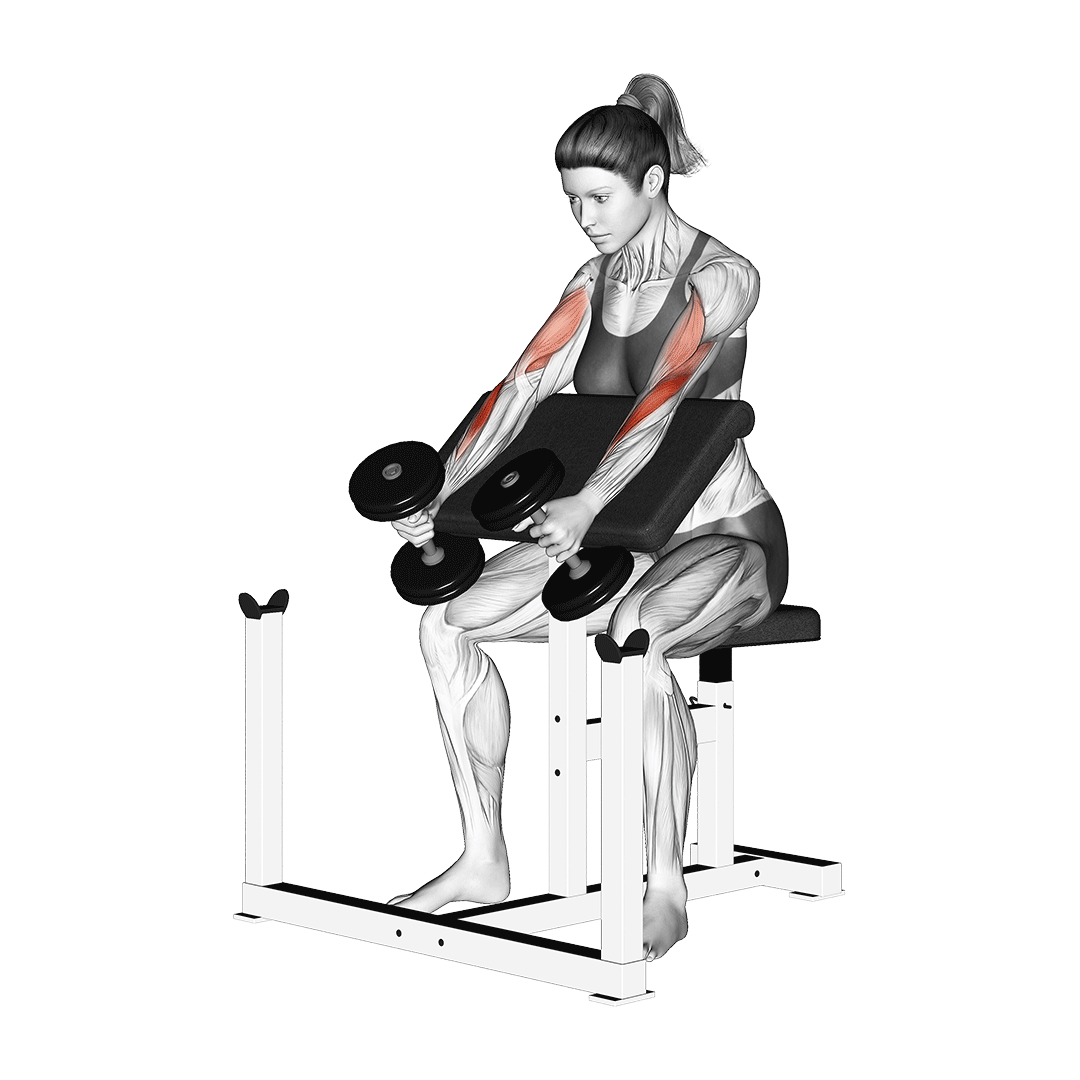dumbbell preacher hammer curls
