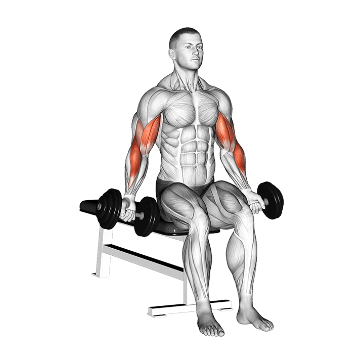 dumbbell seated zottman curl
