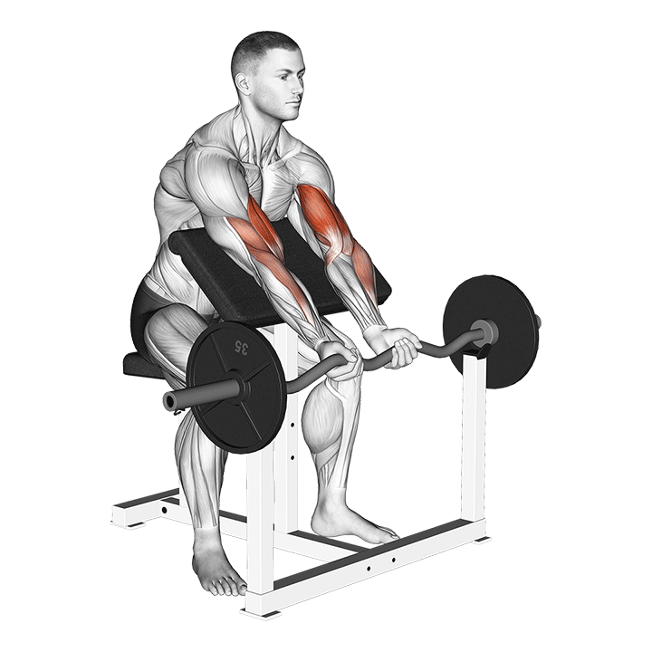 ez bar preacher curl