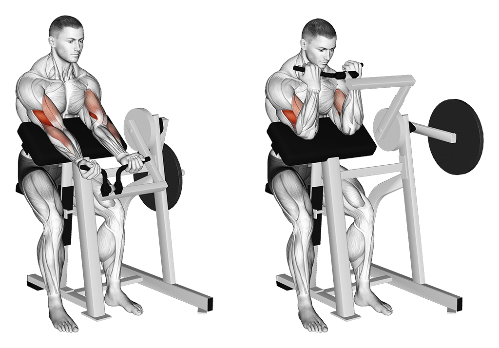 lever preacher curl machine