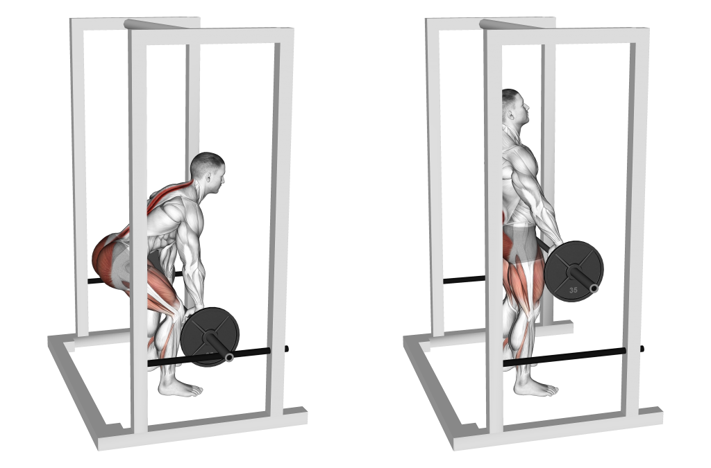 rack pull muscles
