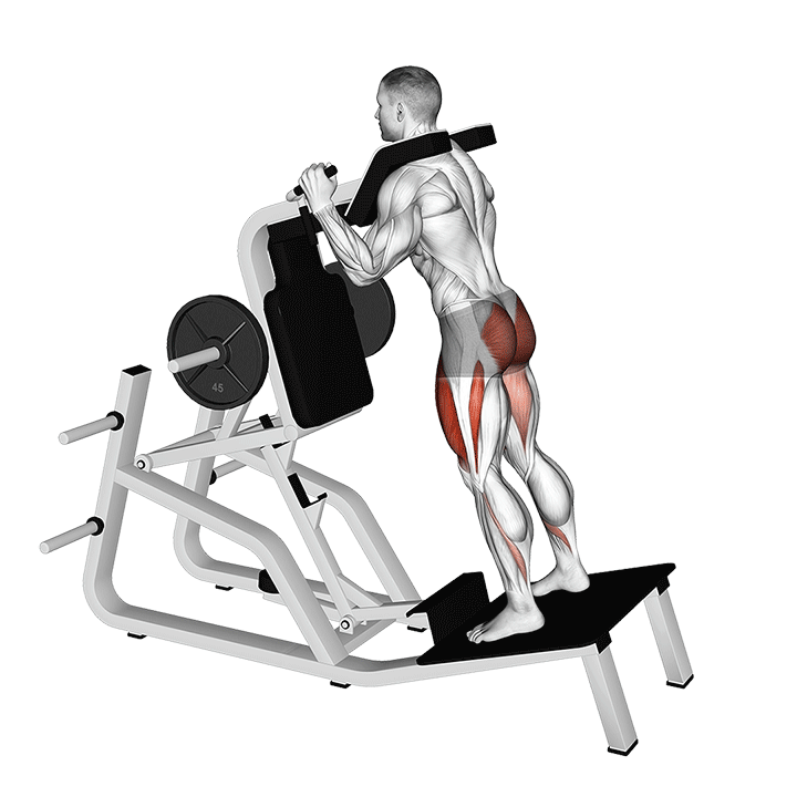 reverse hack squat