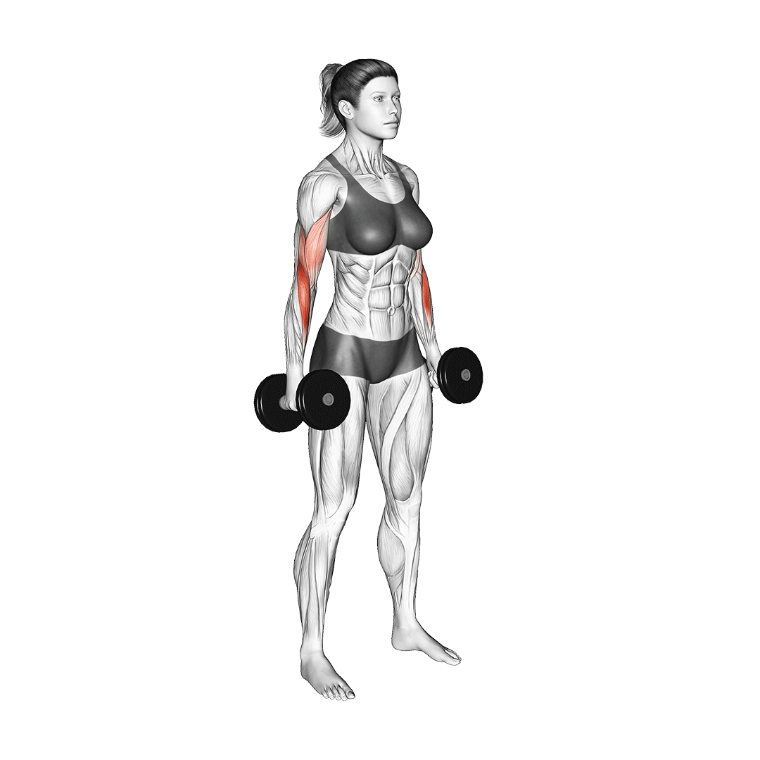 dumbbell hammer curl
