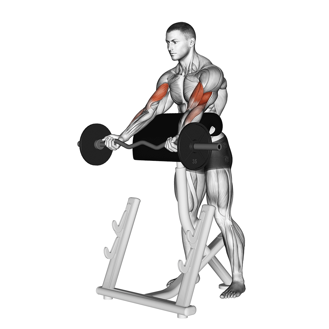 ez barbell spider curl