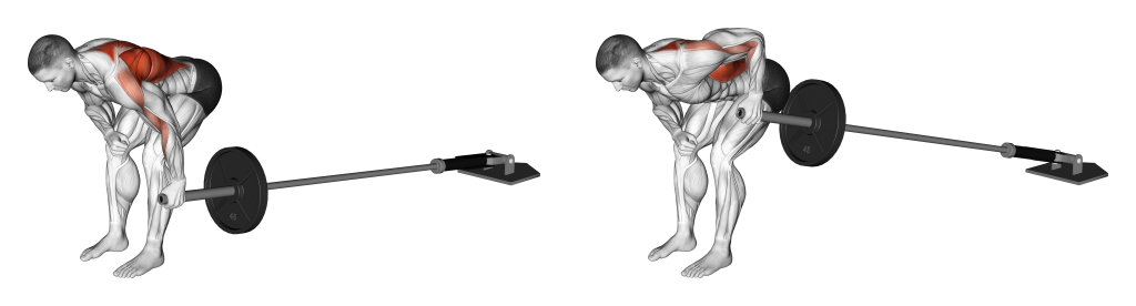 landmine row muscles used