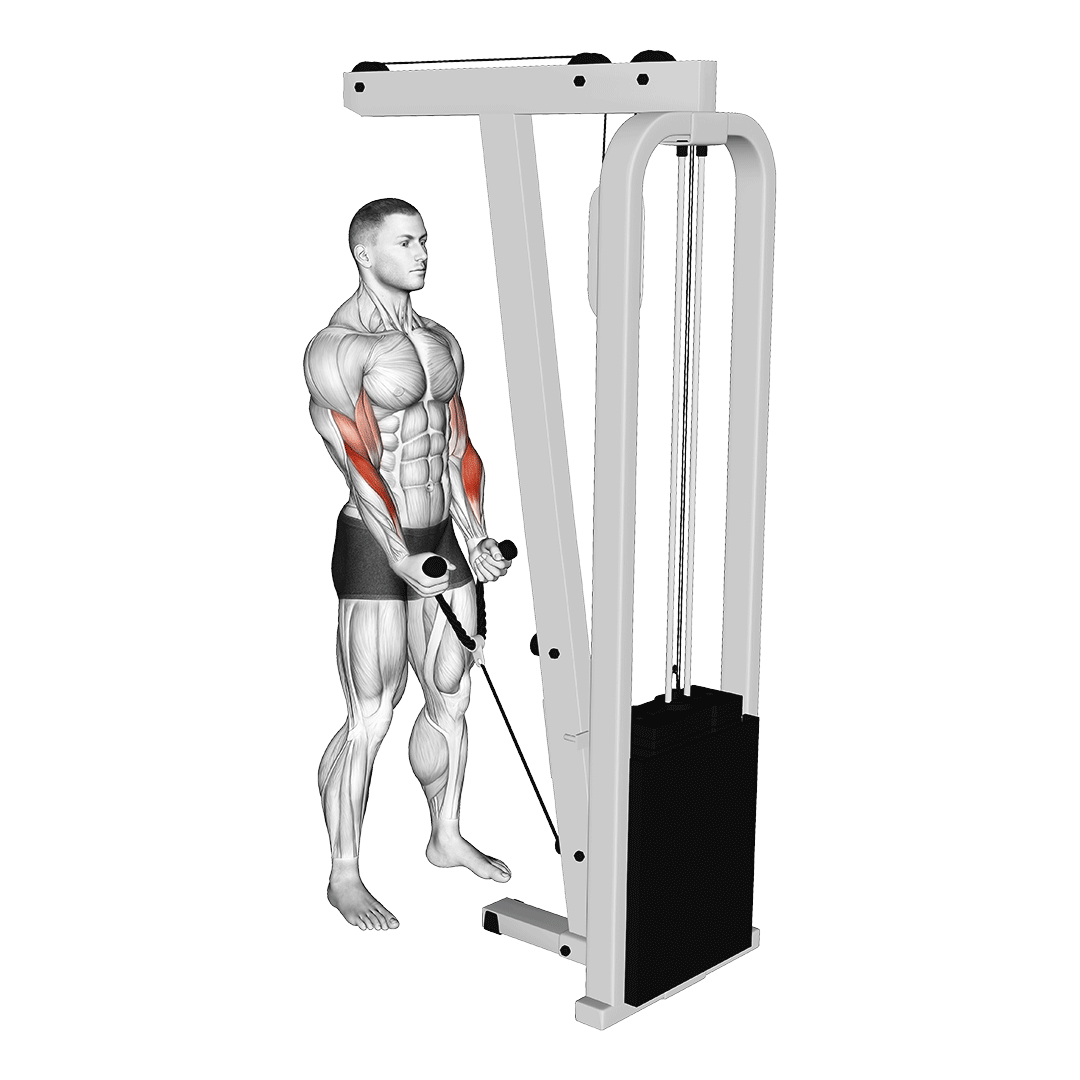 rope hammer curl machine