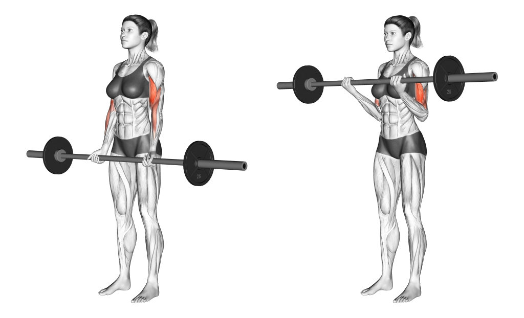 barbell curl muscles