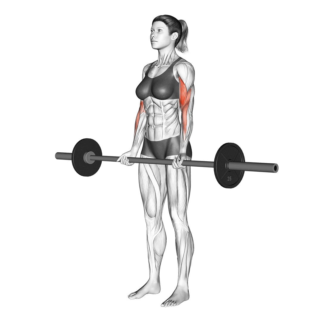 barbell curl