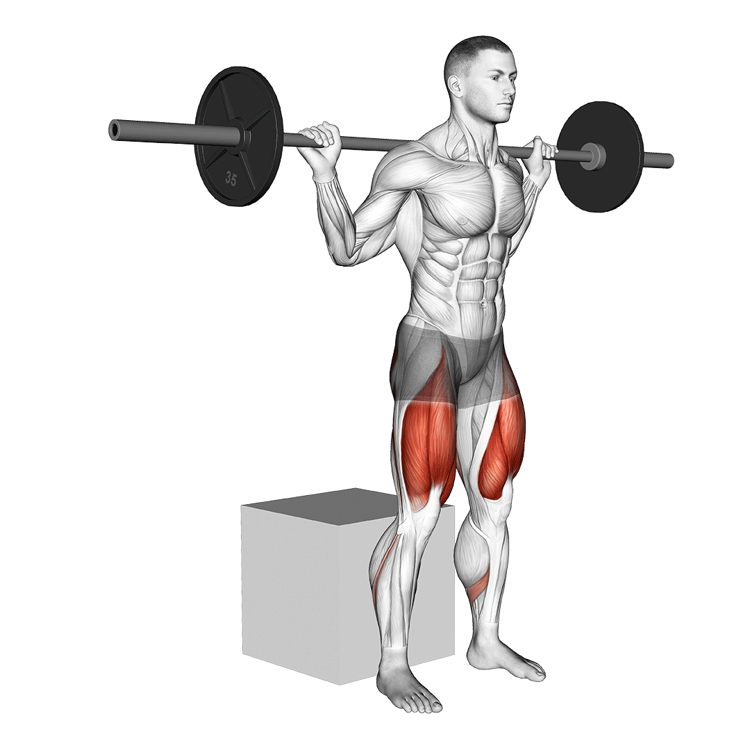 box squat muscles used