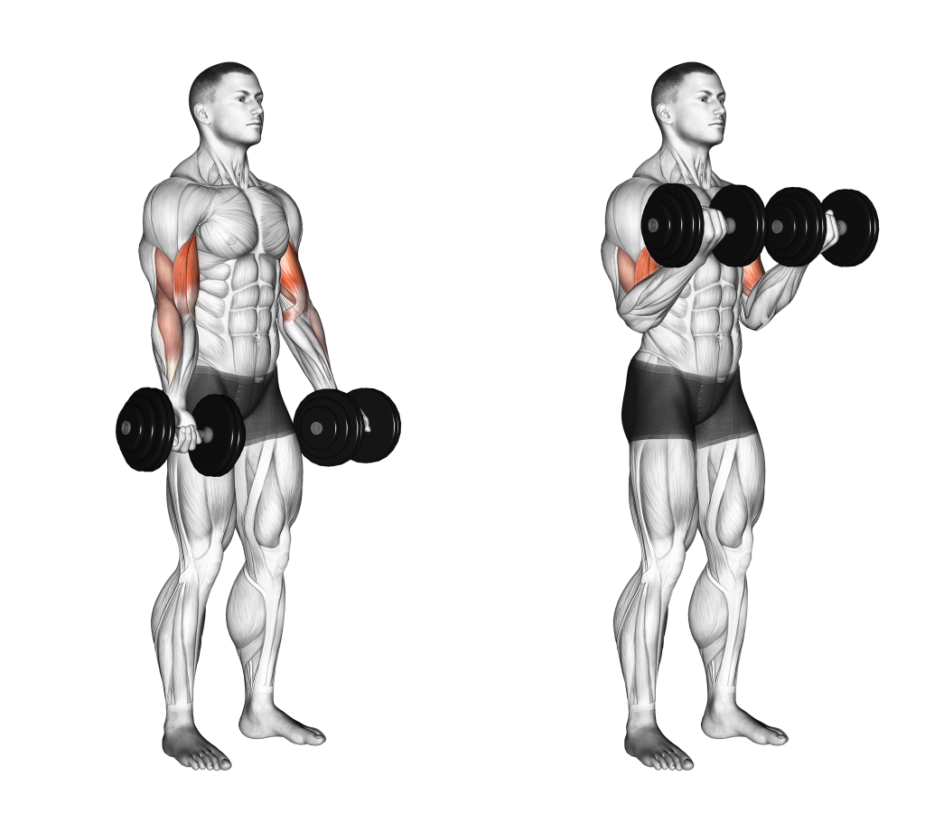 dumbbell biceps curl