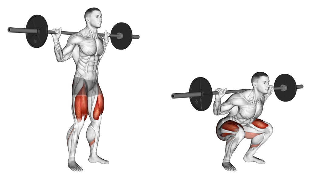 low bar squat muscles