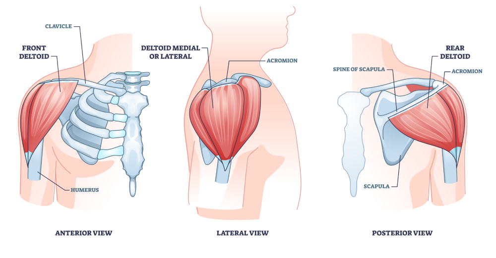 deltoid heads
