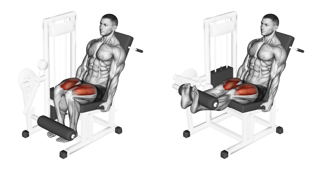 leg extension muscles