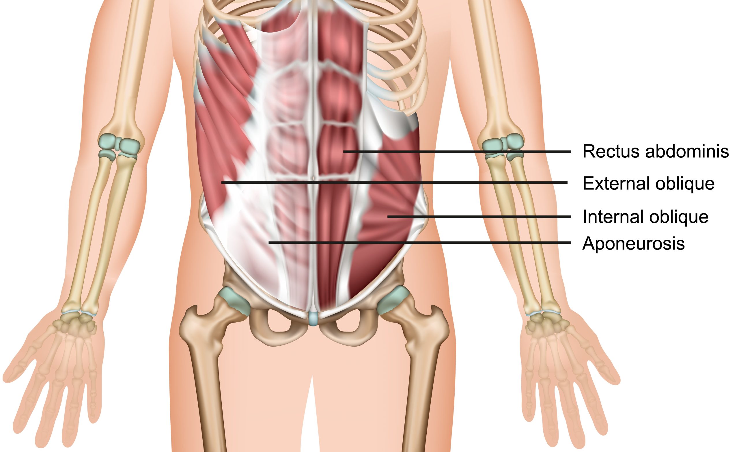 ab muscle anatomy