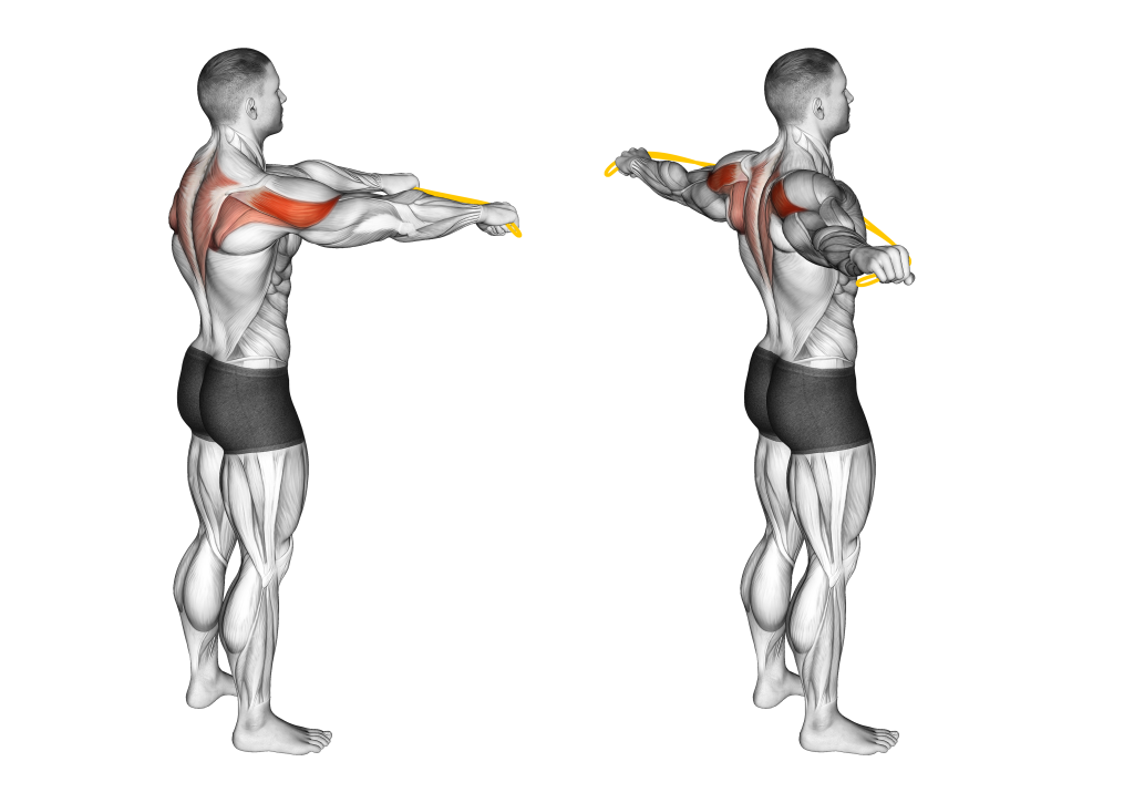 bodyweight pull apart muscles
