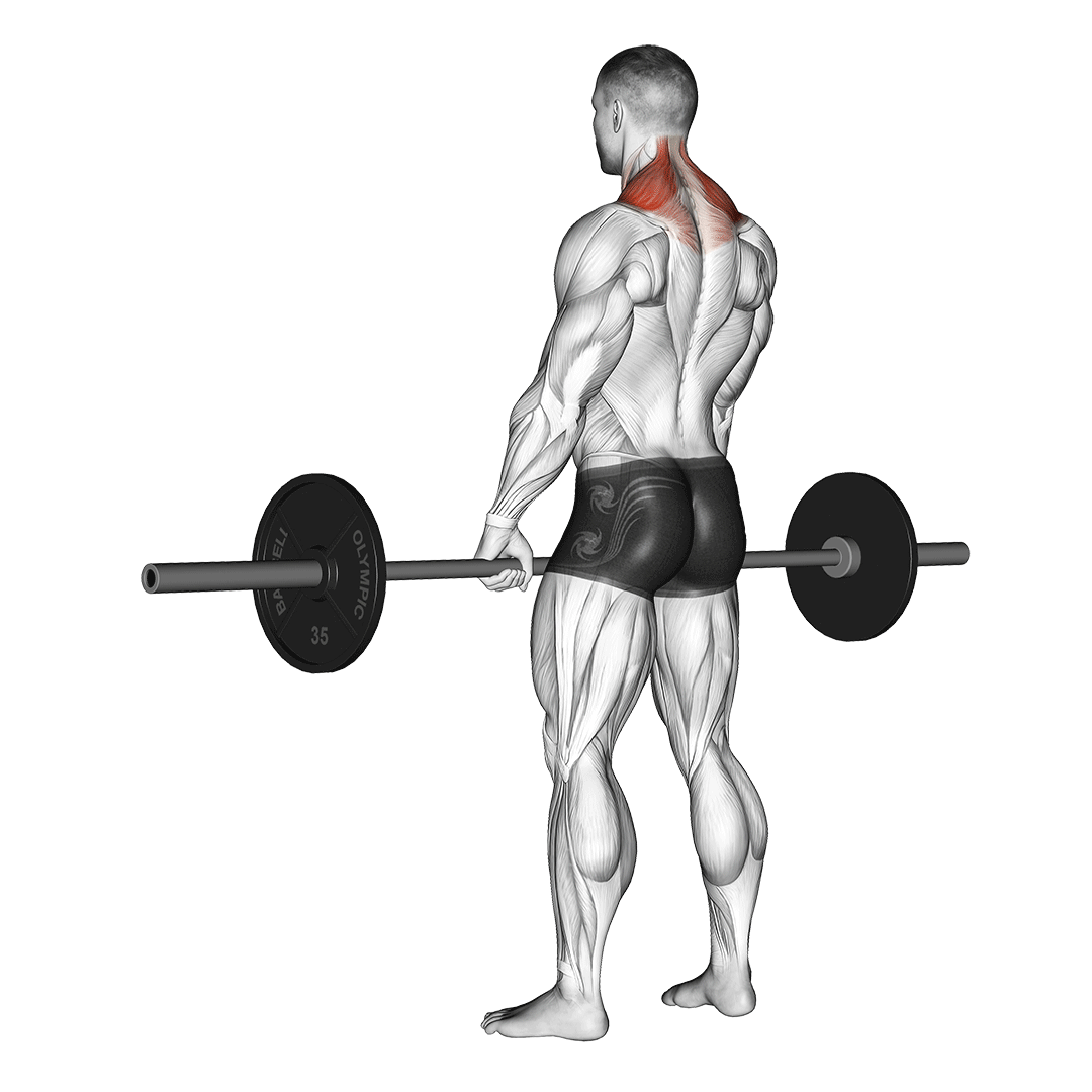barbell shrug muscles