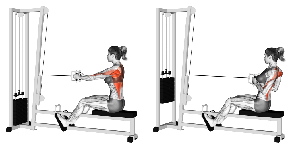 cabled seated row muscles