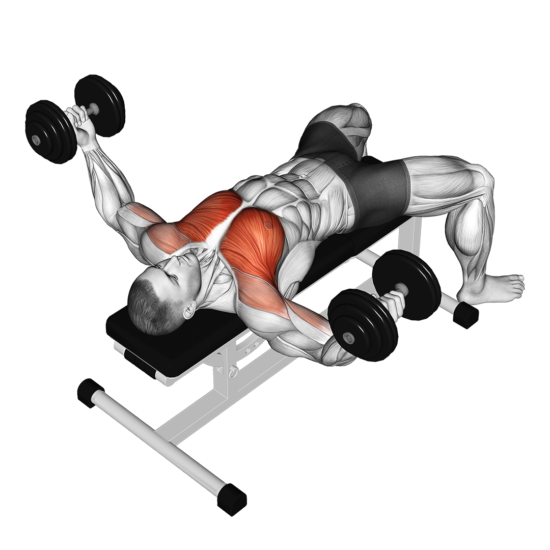 dumbbell chest fly muscles