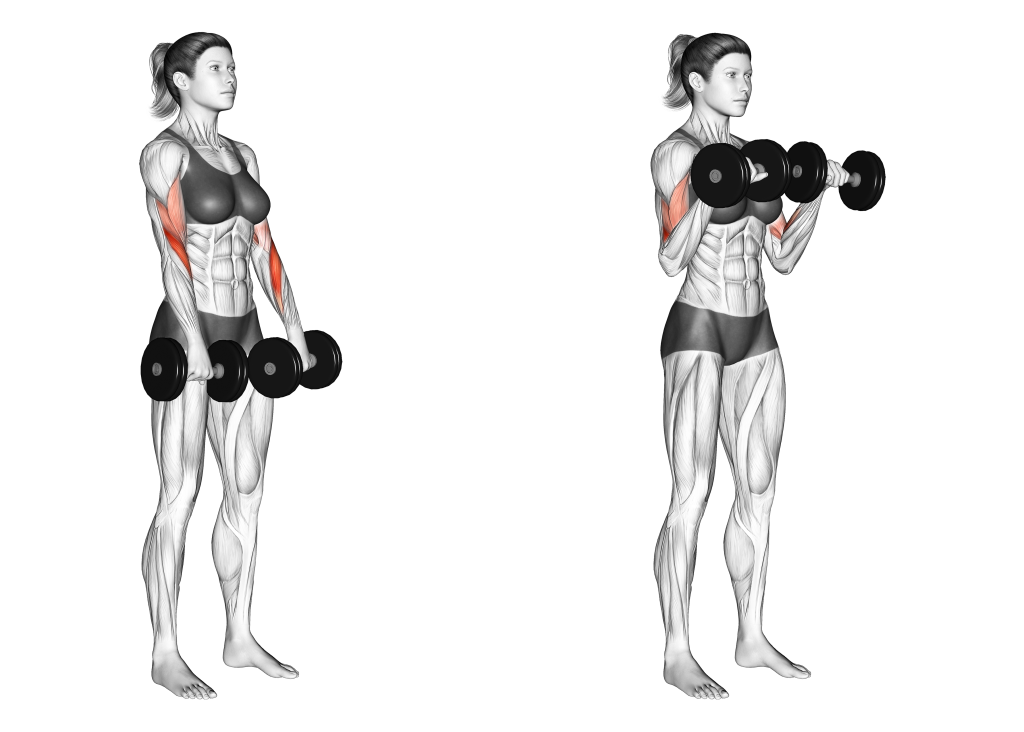 dumbbell reverse curl muscles