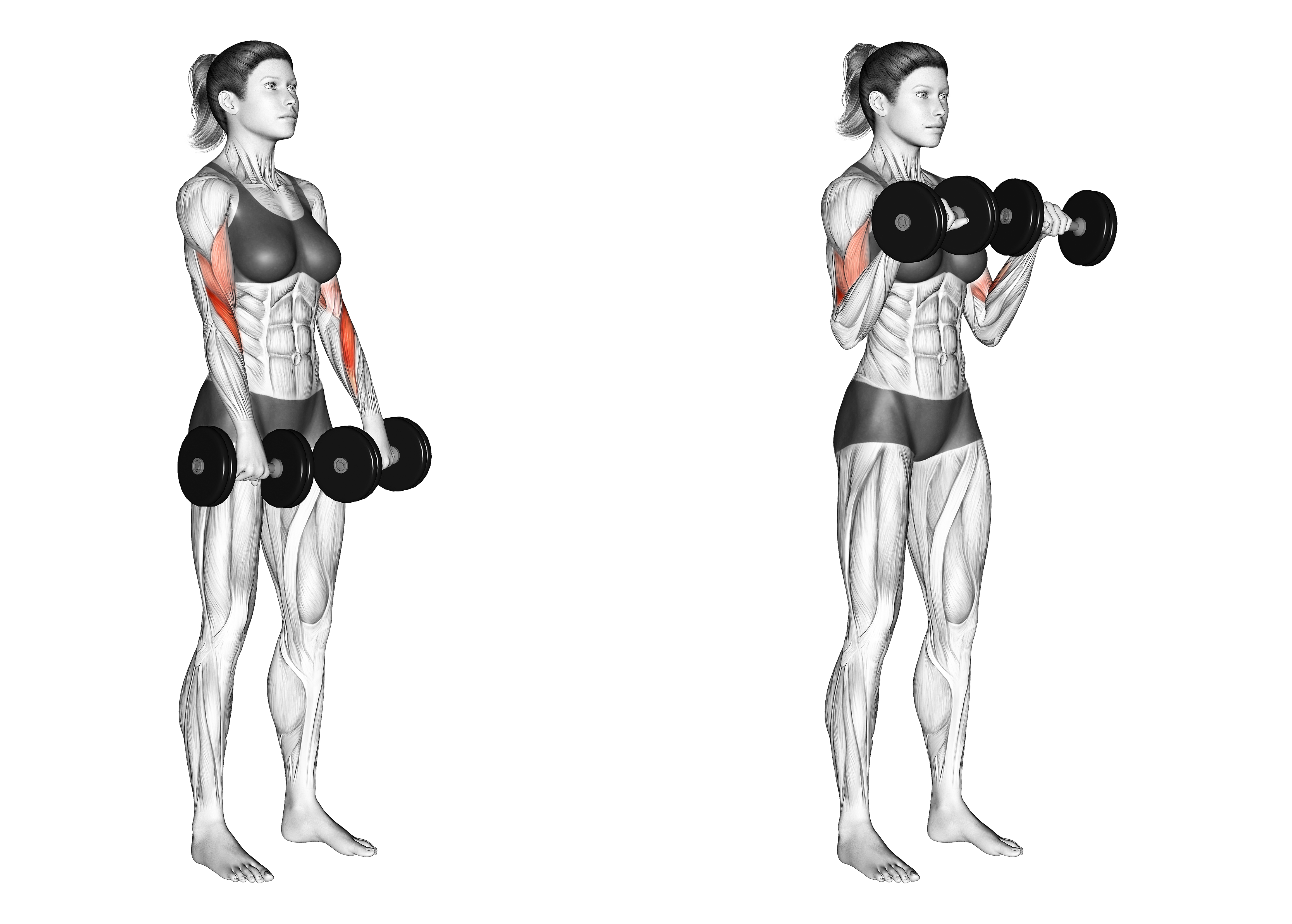 Reverse Curls Benefits Muscles Worked And More Inspire US reverse-curls-benefits-muscles-worked-and-more-inspire-us