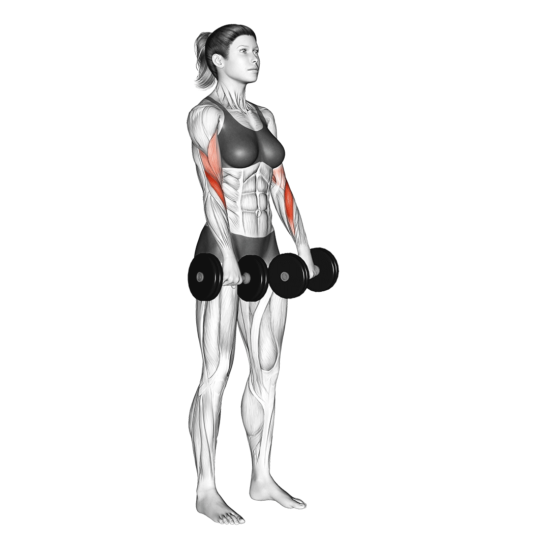 dumbbell reverse curl