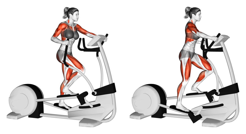 elliptical muscles