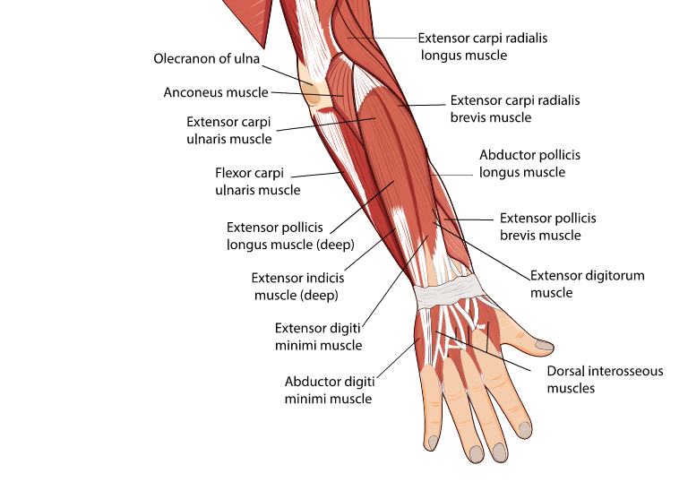 forearm musculature