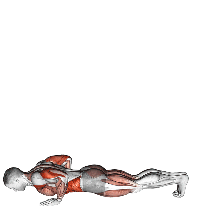 inchworm muscles