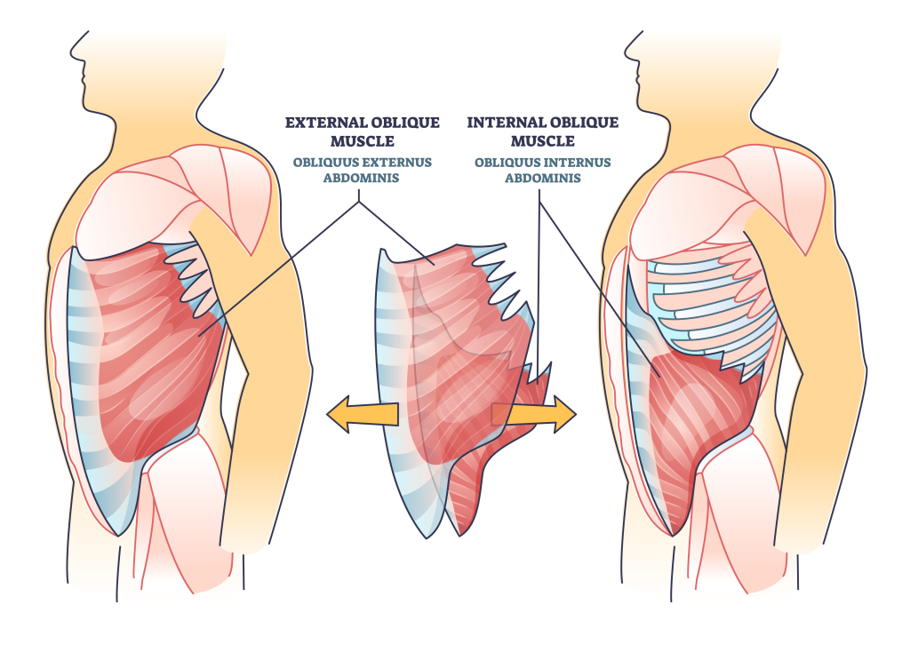 oblique muscles