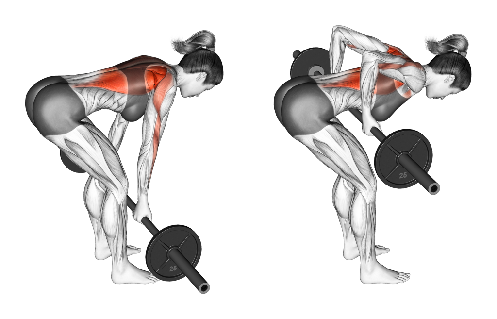yates row muscle