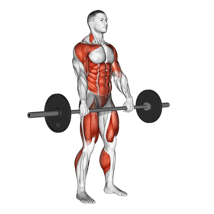 barbell-hang-clean muscles