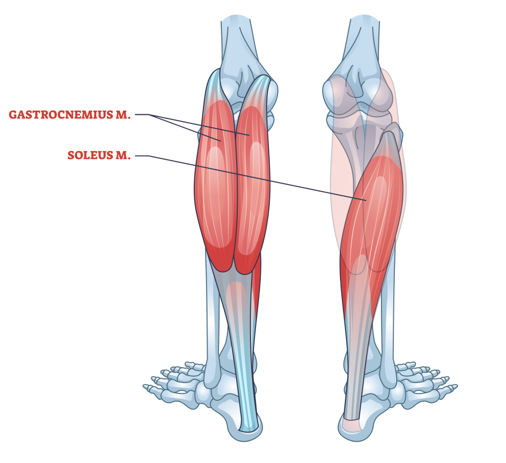 calf anatomy