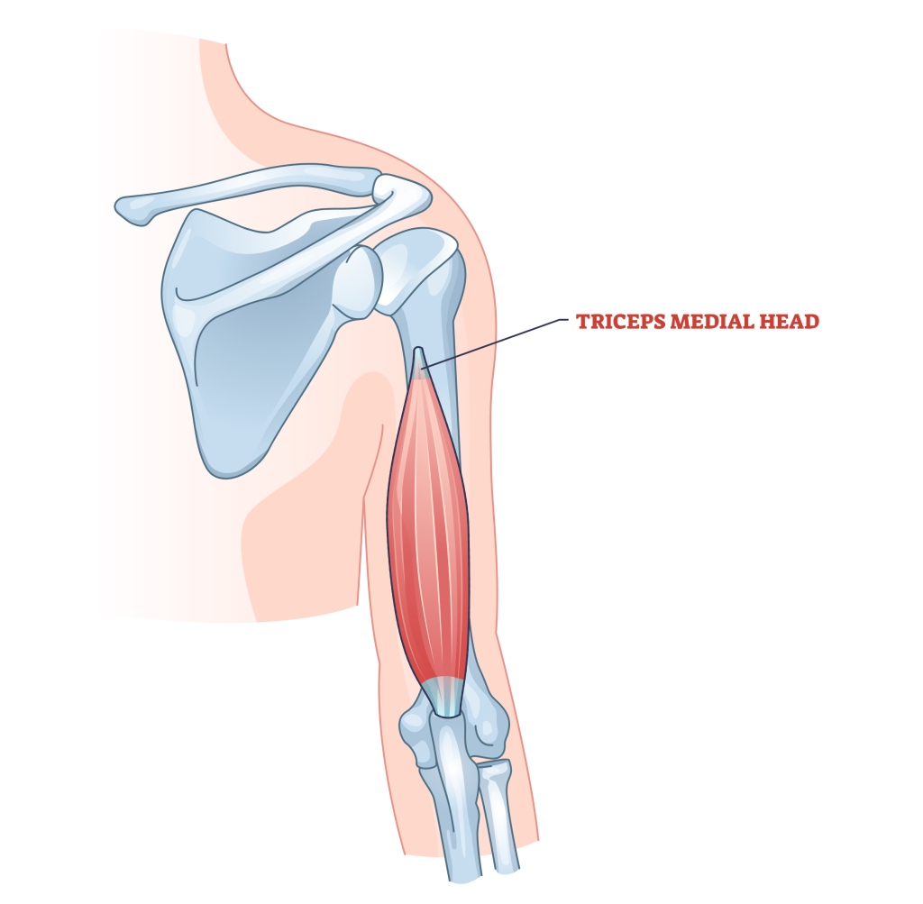medial head
