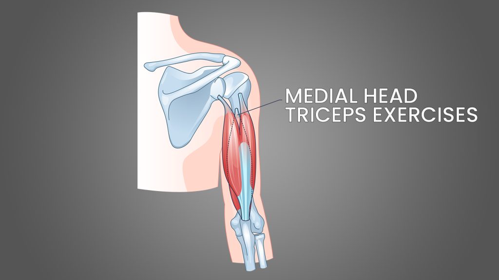 Medial Head Triceps